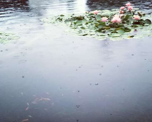 汪煜怡 雨 汪煜怡 雨